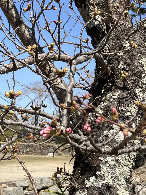松阪市内の桜の開花状況　【令和5年3月19日現在】