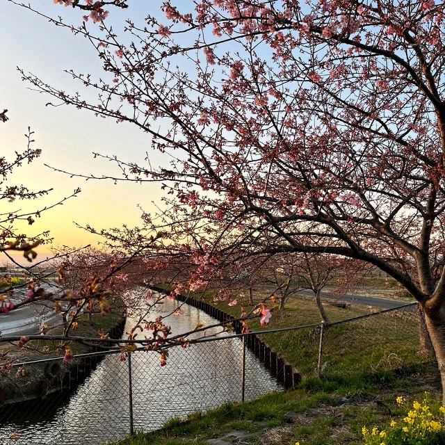 笠松町河津桜の開花状況【令和5年3月3日現在】