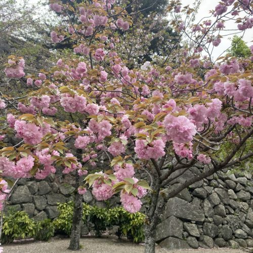 松阪市内の桜の開花状況　【令和5年4月9日現在】