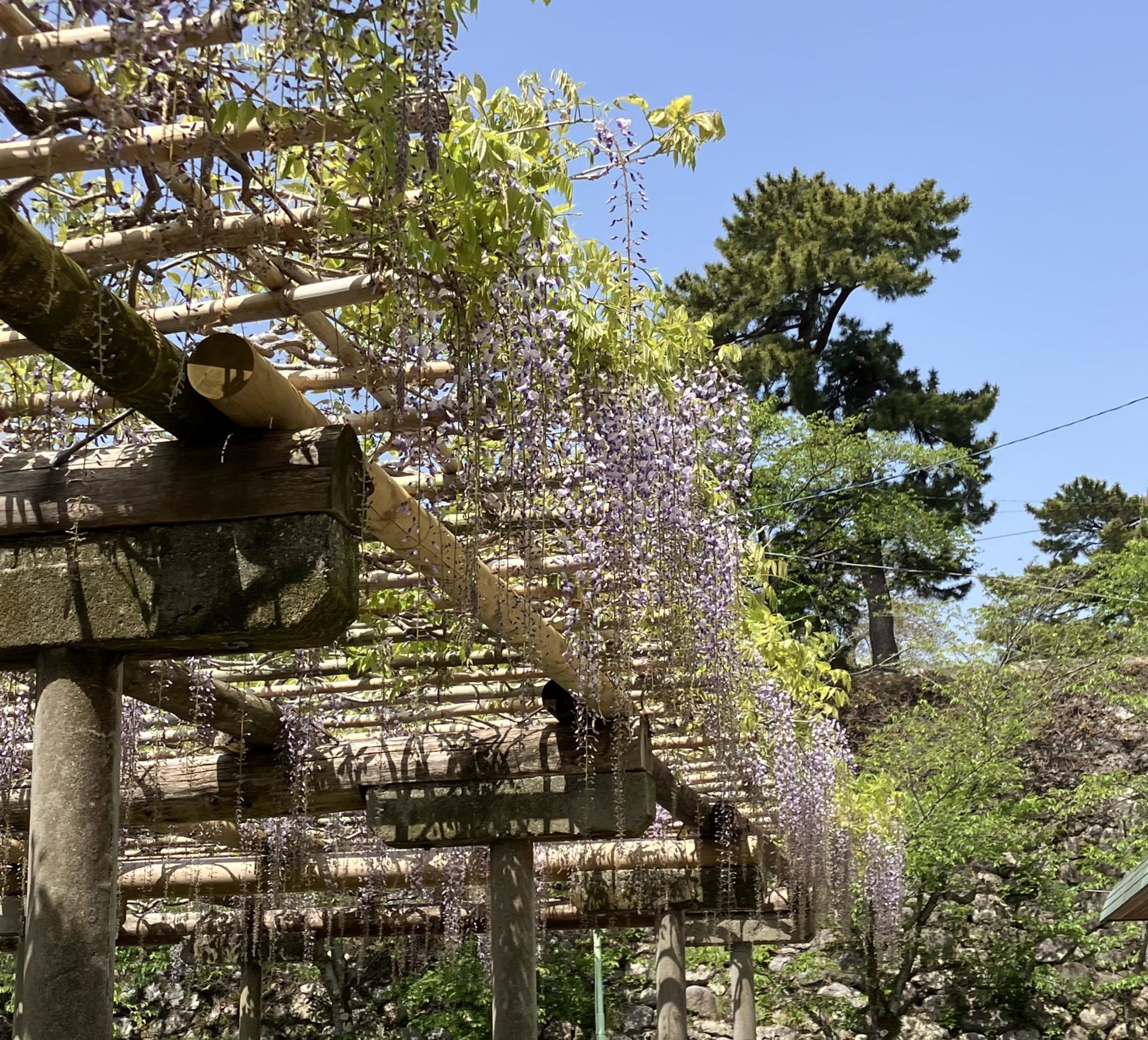 松坂城跡の藤棚の様子（2023年4月20日現在）