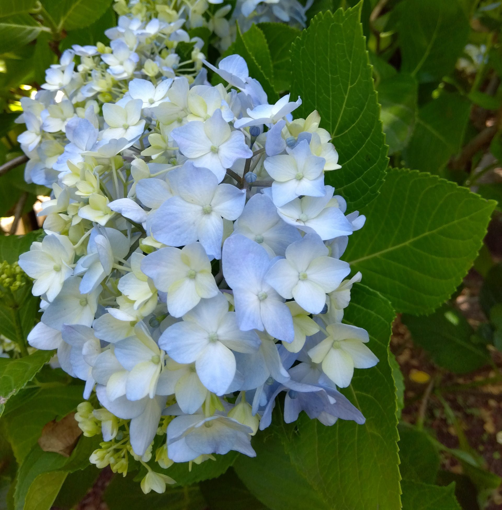 紫陽花・花の様子　【松坂城跡】【ベルファーム】