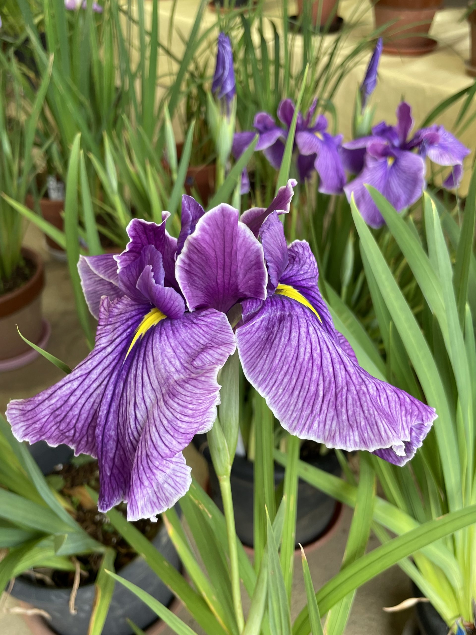 令和5年6月9日(金)～13日(火)まで「松阪花菖蒲展」開催中！