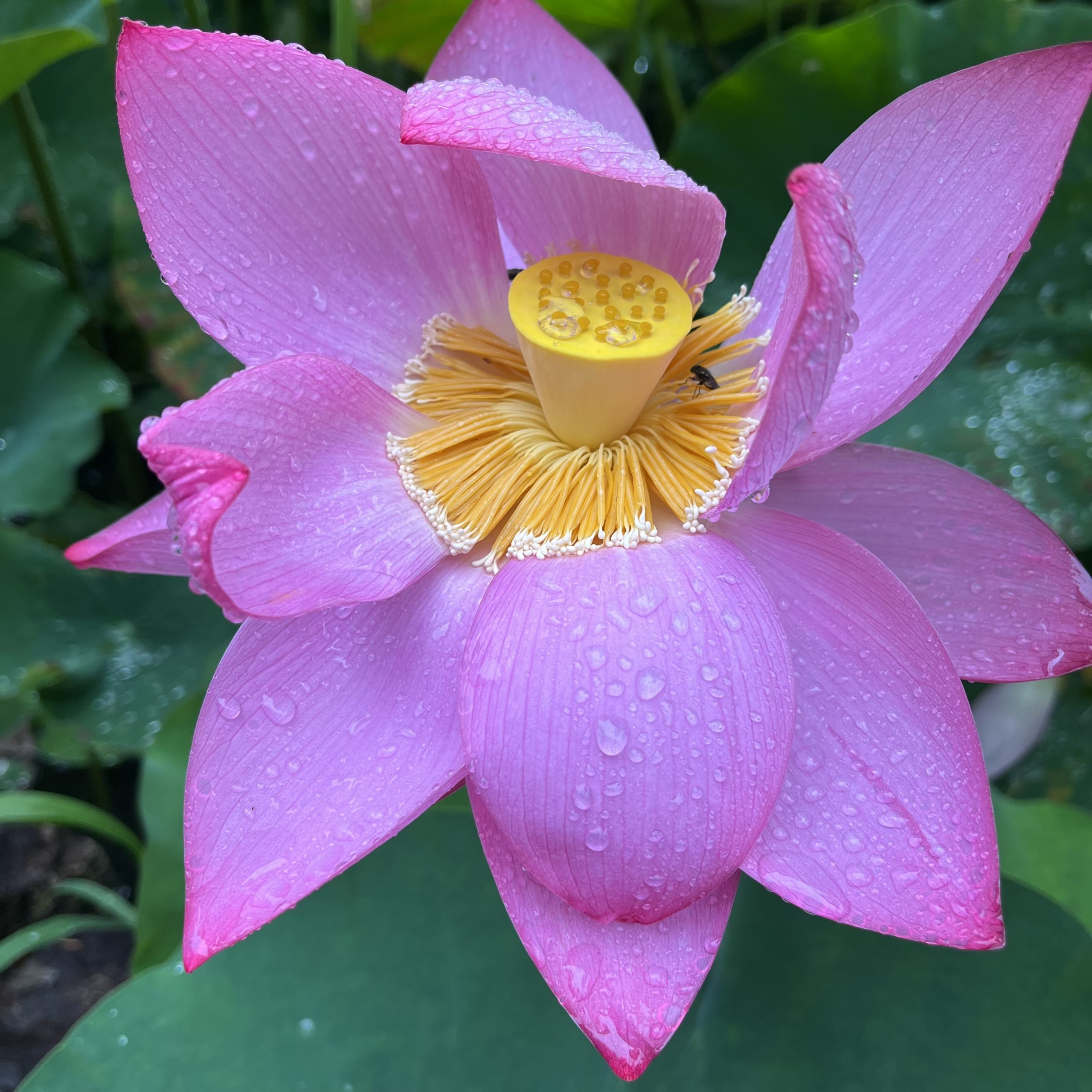 花】朝田寺 蓮 - 松阪市観光協会