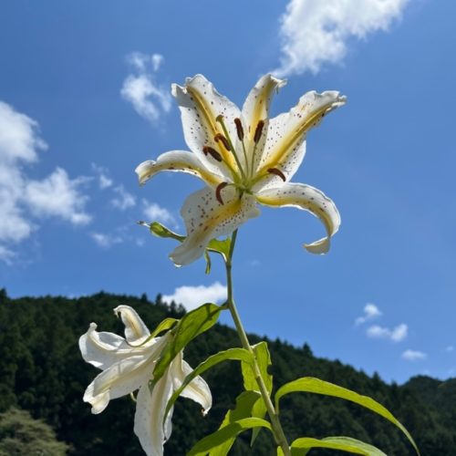 やまゆりの里の様子　2023年7月22日
