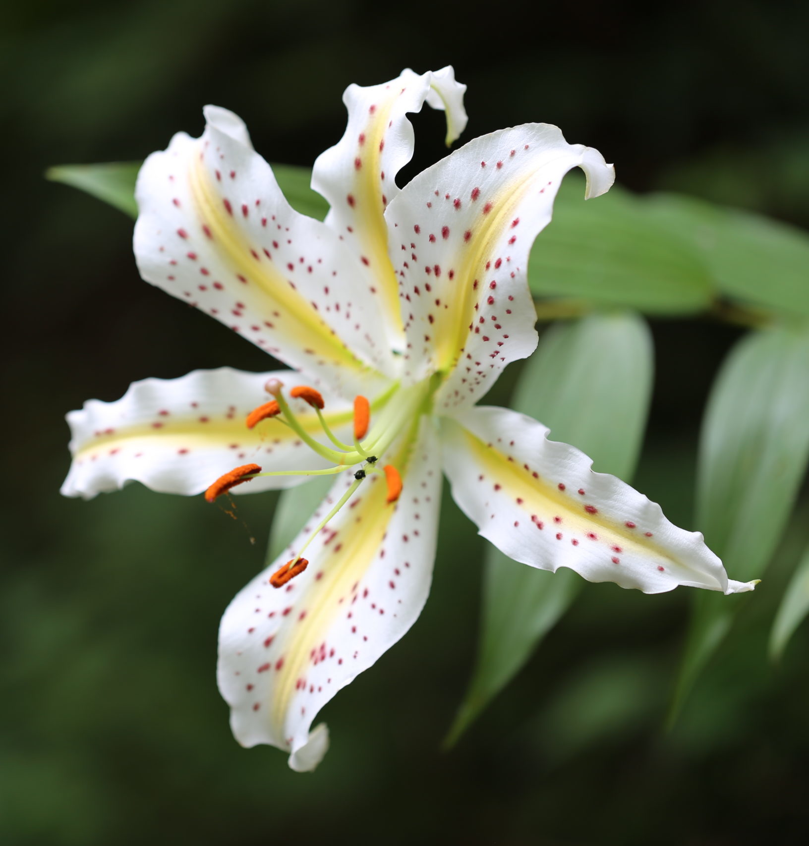 波瀬植物園　波瀬ゆりの開花状況　【令和5年7月13日】