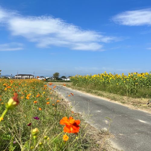 星合町　コスモス畑・ひまわり畑　開花しています！