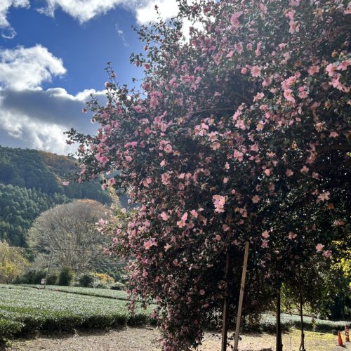 飯南町粥見　サザンカの大木　開花状況　2023/11/25