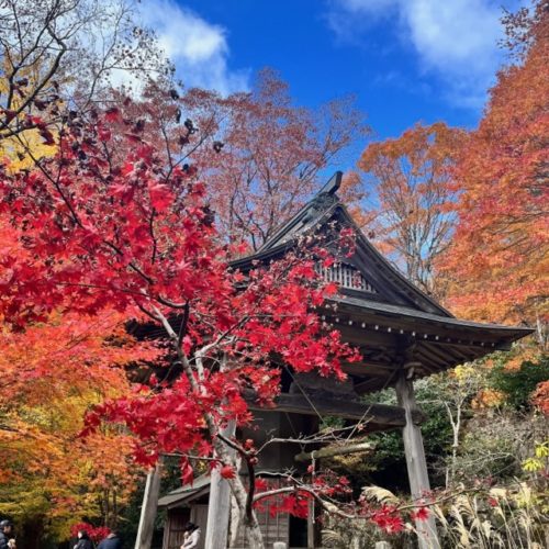 【紅葉状況】  飯高町波瀬　天開山泰運寺　2023年11月25日現在