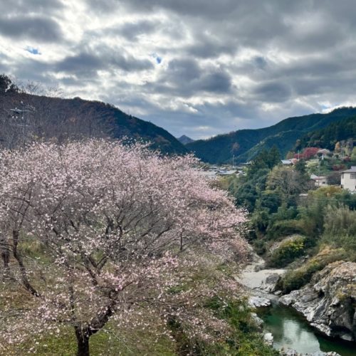 桜が咲いています🌸