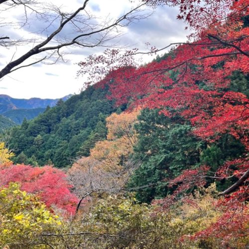 【紅葉情報】つつじの里荒滝・荒滝不動尊　2023年11月25日現在