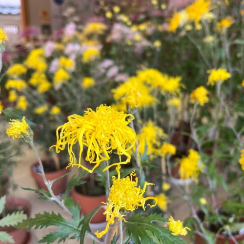 令和5年度松阪菊展　令和5年11月15日（水）の様子と松阪三珍花保存会有志による「松阪菊展示」のご案内