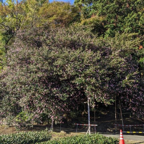 飯南町粥見　サザンカの大木　開花状況　2023/11/16