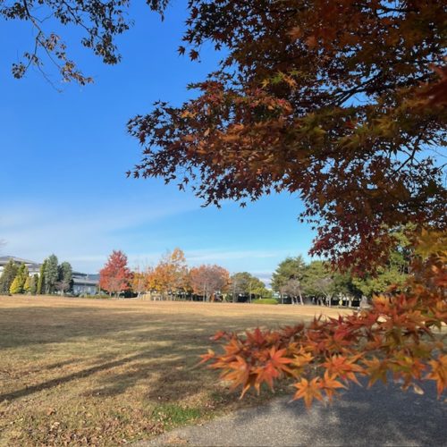 鈴の森公園　紅葉情報　2023.12.1現在