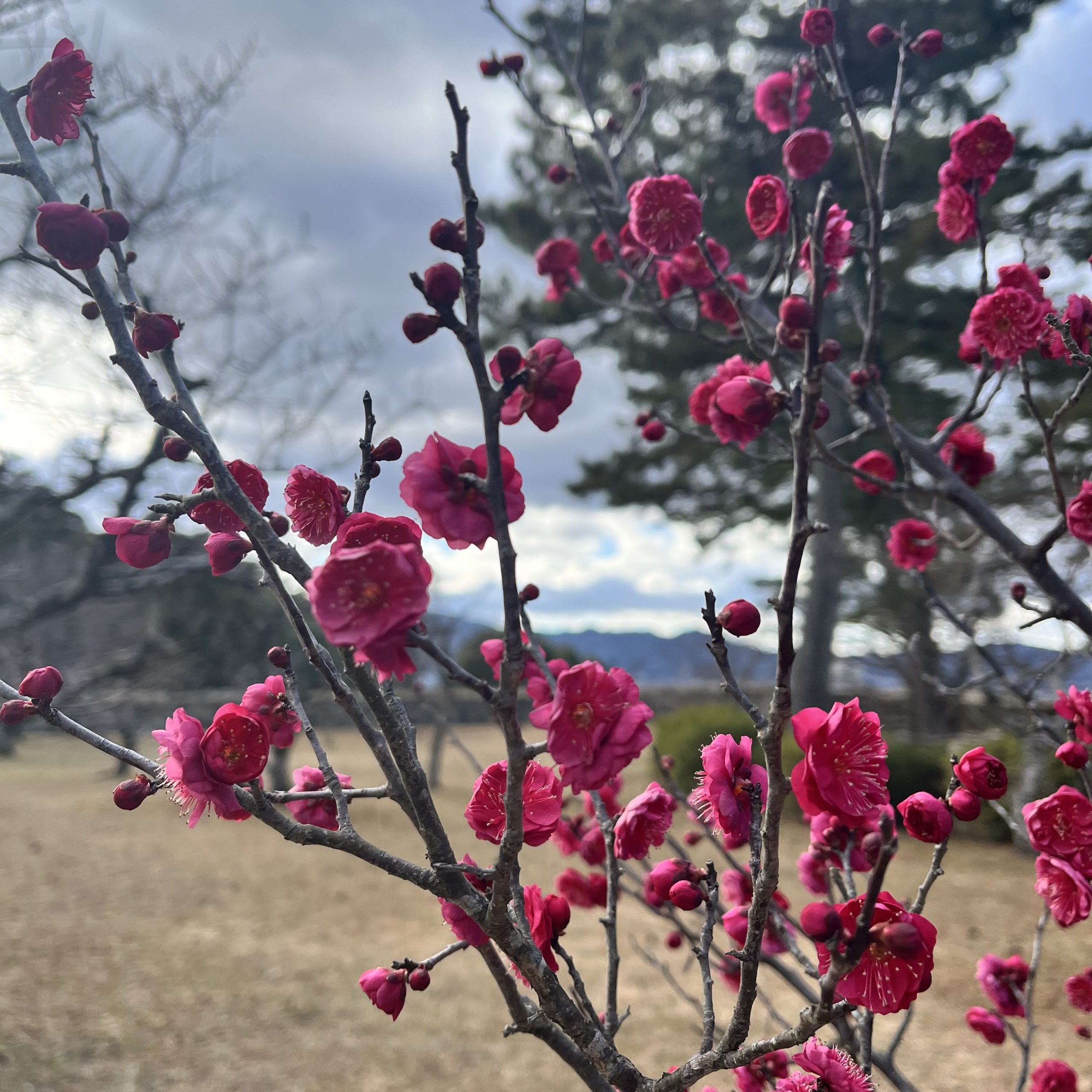 松坂城跡　梅の開花状況　　2024年１月26日現在