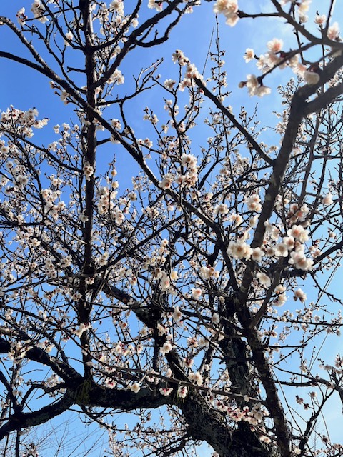 松坂城跡　梅の開花状況　　2024年2月14日現在