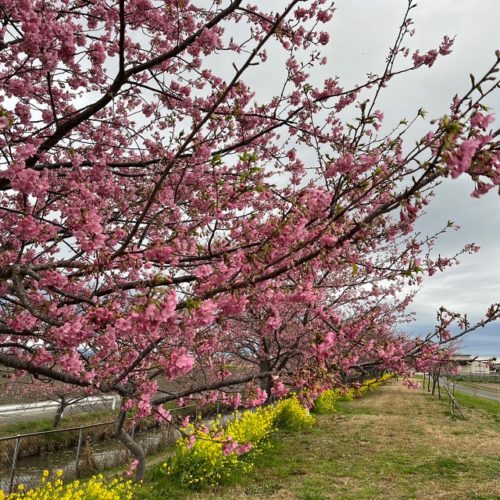 笠松町河津桜　開花状況　2024年2月22日現在