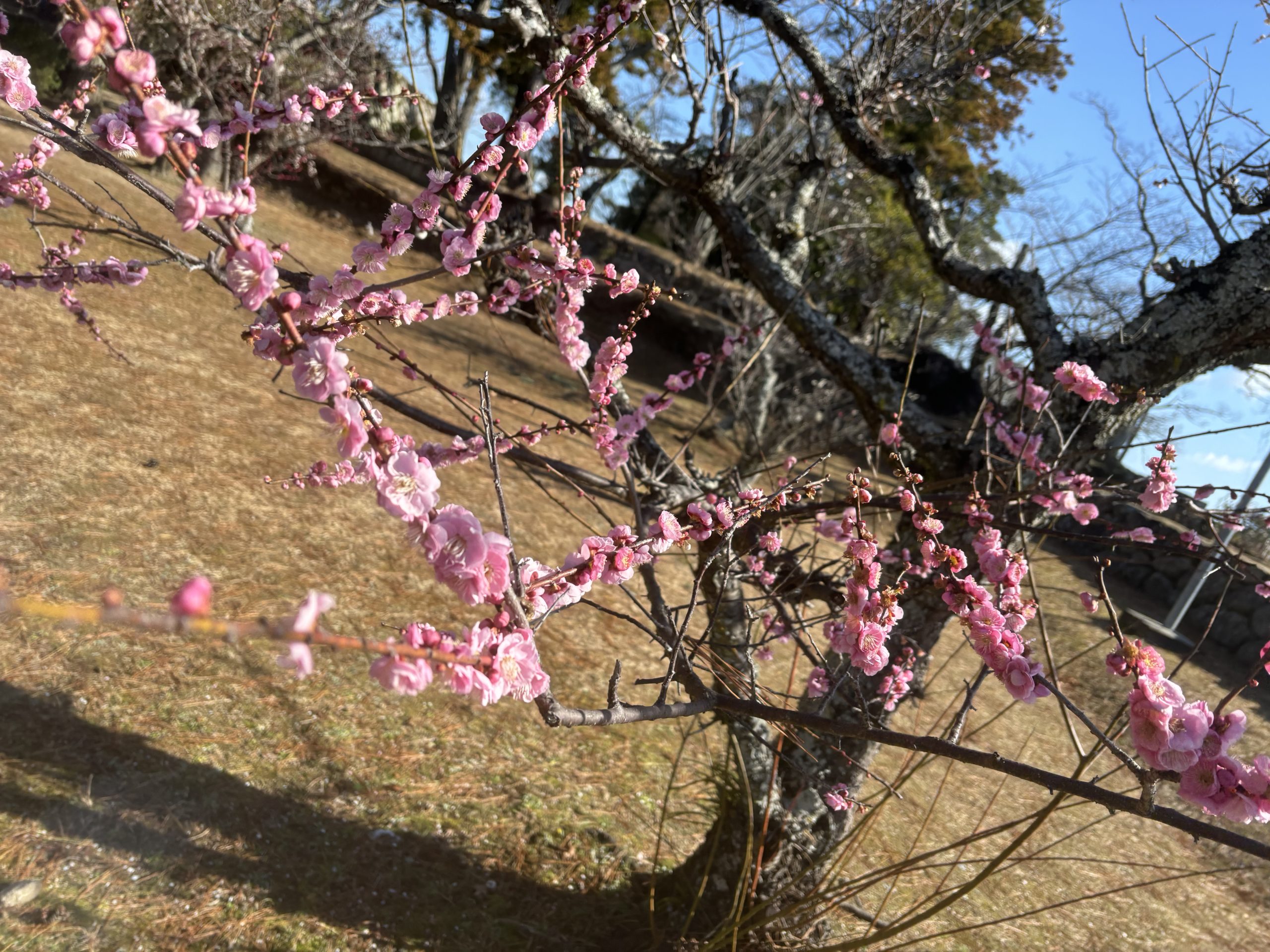 松坂城跡　梅の開花状況　　2024年2月27日現在