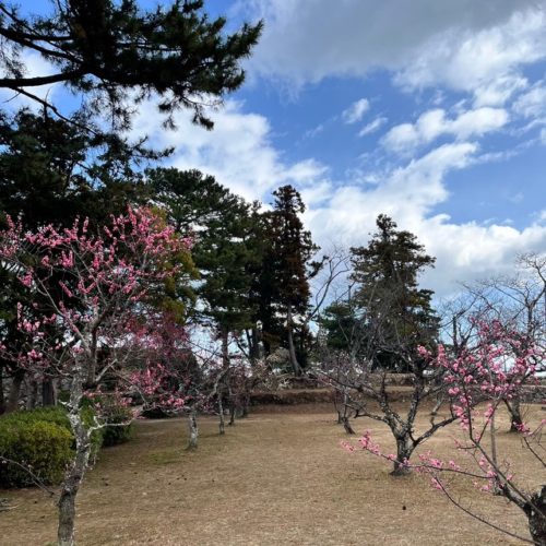 松坂城跡　梅の開花状況　　2024年3月9日現在