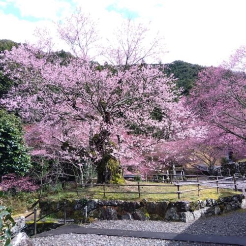 松阪市内の桜の開花状況　【令和6年3月26日現在】