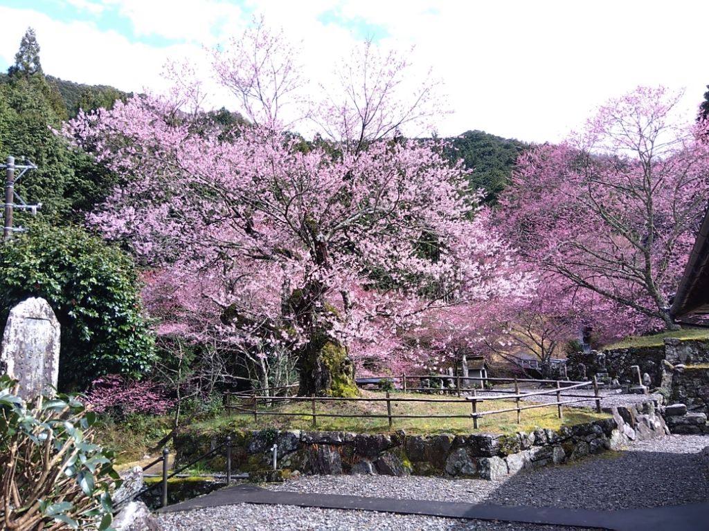 松阪市内の桜の開花状況　【令和6年3月29日現在】