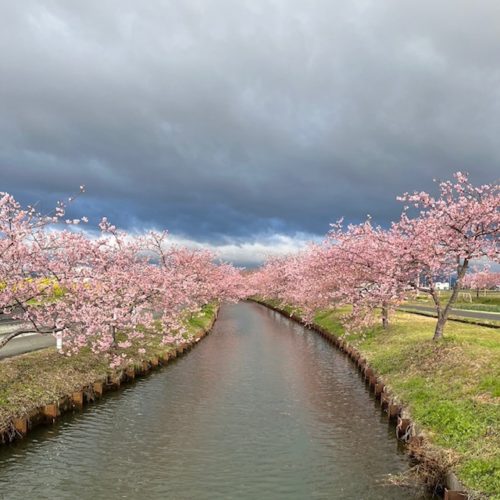 笠松町河津桜　開花状況　2024年3月1日現在