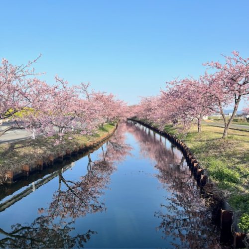 笠松町河津桜　開花状況　2024年3月3日現在