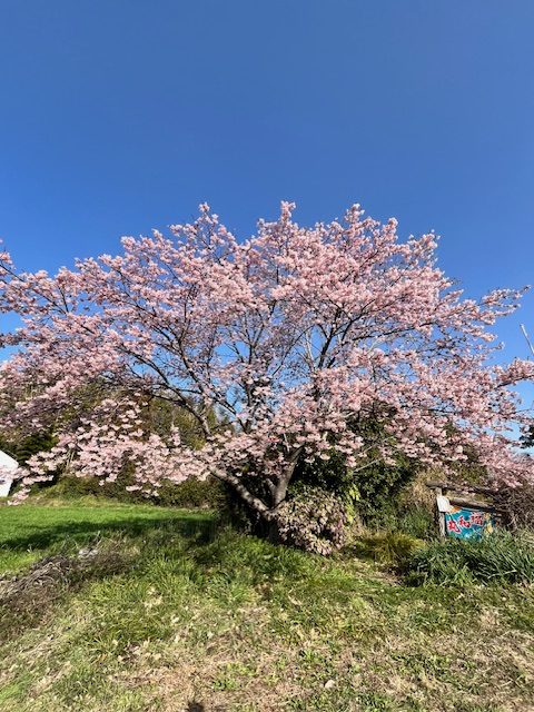 大漁桜が見頃です