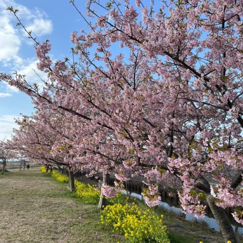 笠松町河津桜　開花状況　2024年3月8日現在