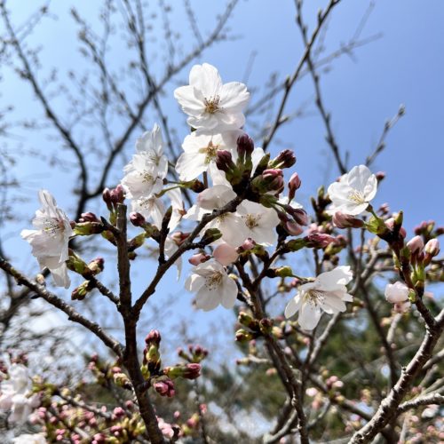 松阪市内の桜の開花状況　【令和6年4月1日現在】