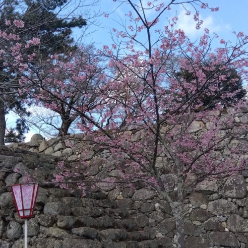 松阪市内の桜の開花状況　【令和6年3月22日現在】