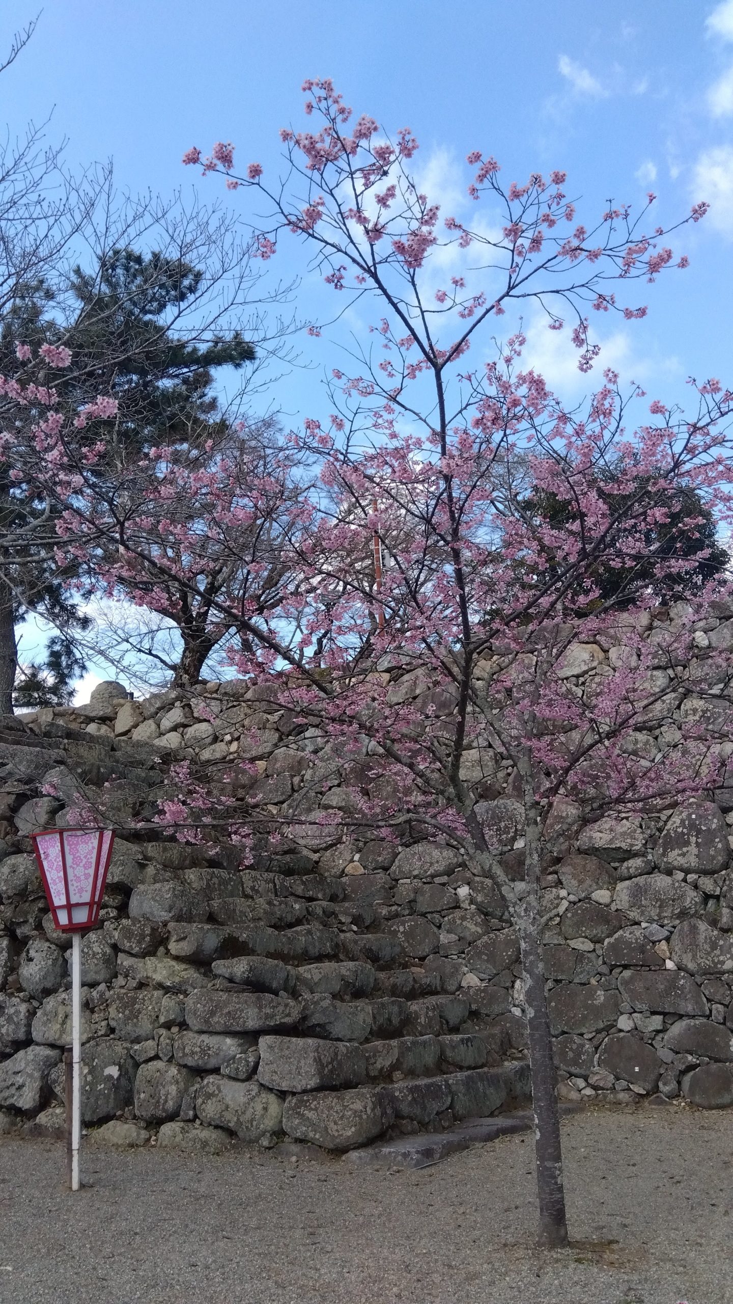 松阪市内の桜の開花状況　【令和6年3月22日現在】
