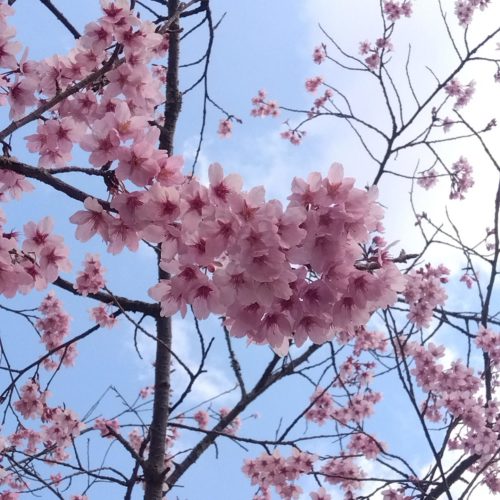 松阪市内の桜の開花状況　【令和6年3月23日現在】