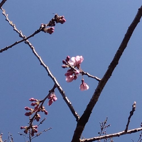エドヒガン桜(松阪市指定天然記念物)が開花しました