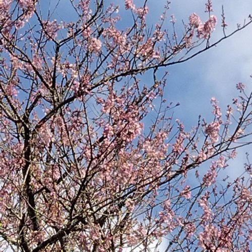 松阪市内の桜の開花状況　【令和6年3月25日現在】