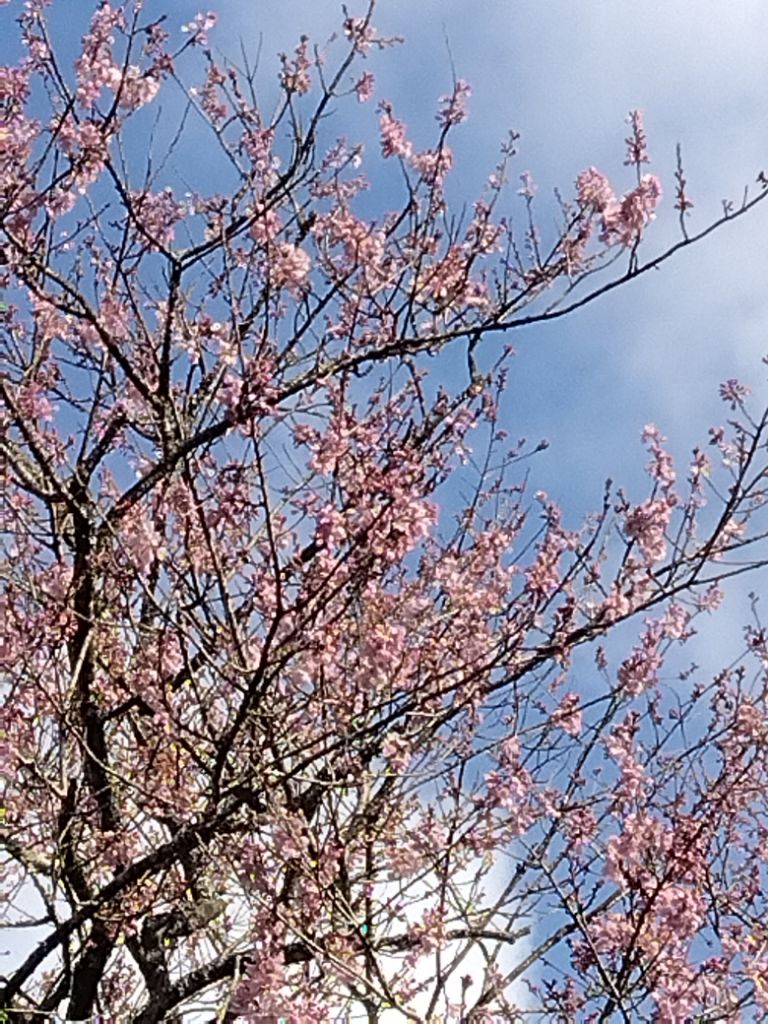 松阪市内の桜の開花状況　【令和6年3月24日現在】