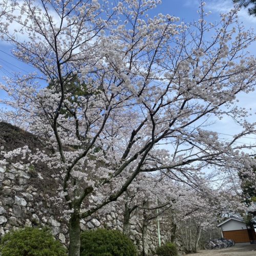 松阪公園(松坂城跡)　桜の様子