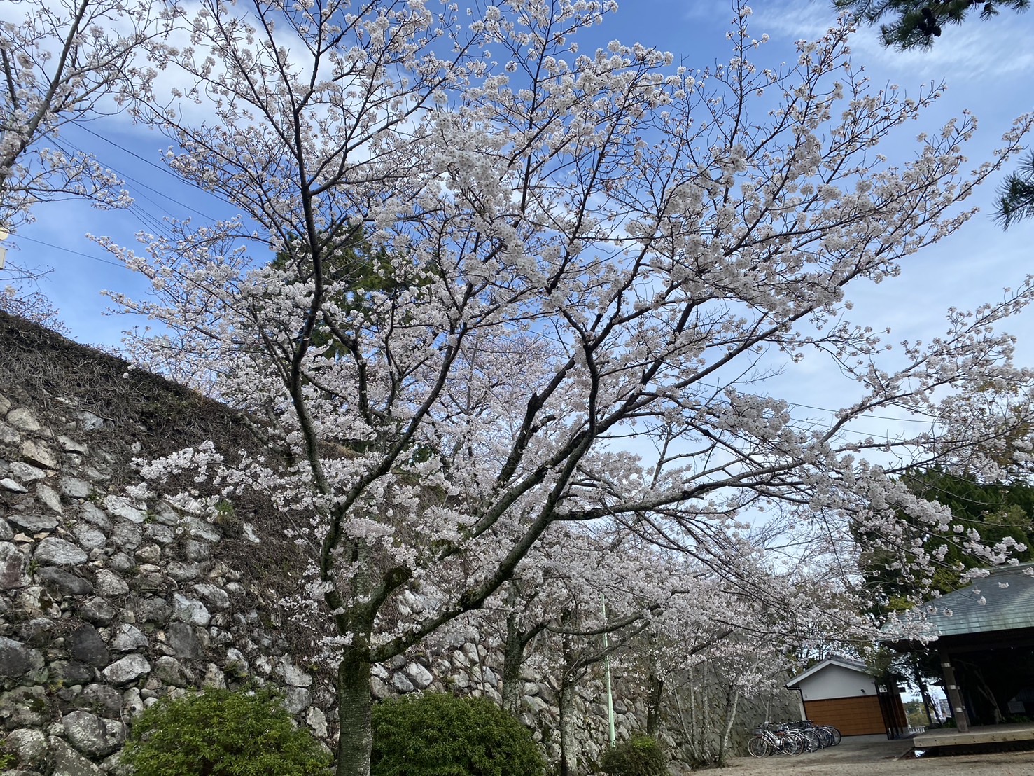 松阪公園(松坂城跡)　桜の様子