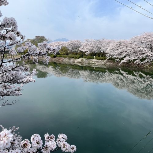  松阪市内の桜の開花状況　【令和6年4月8日現在】     