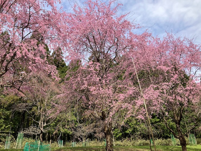 大河内城跡　桜の様子