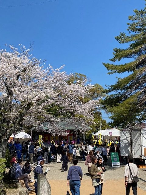 松阪公園(松坂城跡)　桜の様子　20240407