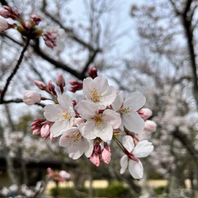 松阪市内の桜の開花状況　【令和6年4月4日現在】