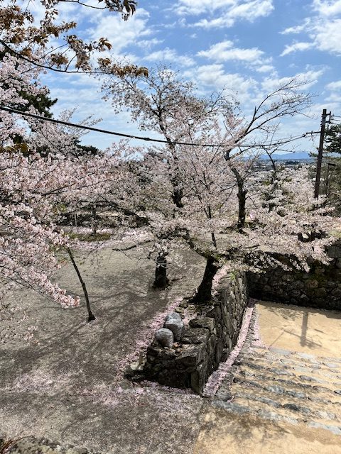 松阪市内の桜の開花状況　【令和6年4月12日現在】