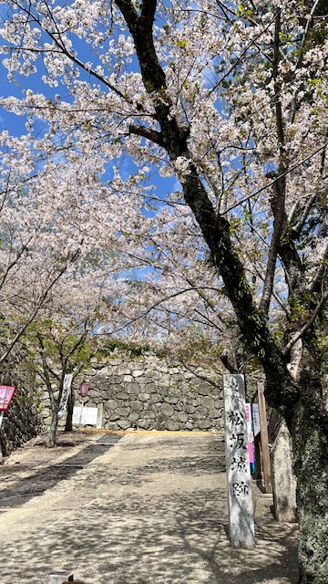  松阪市内の桜の開花状況　【令和6年4月11日現在】    