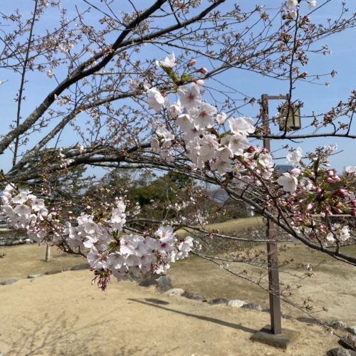 松阪市内の桜の開花状況　【令和6年4月2日現在】