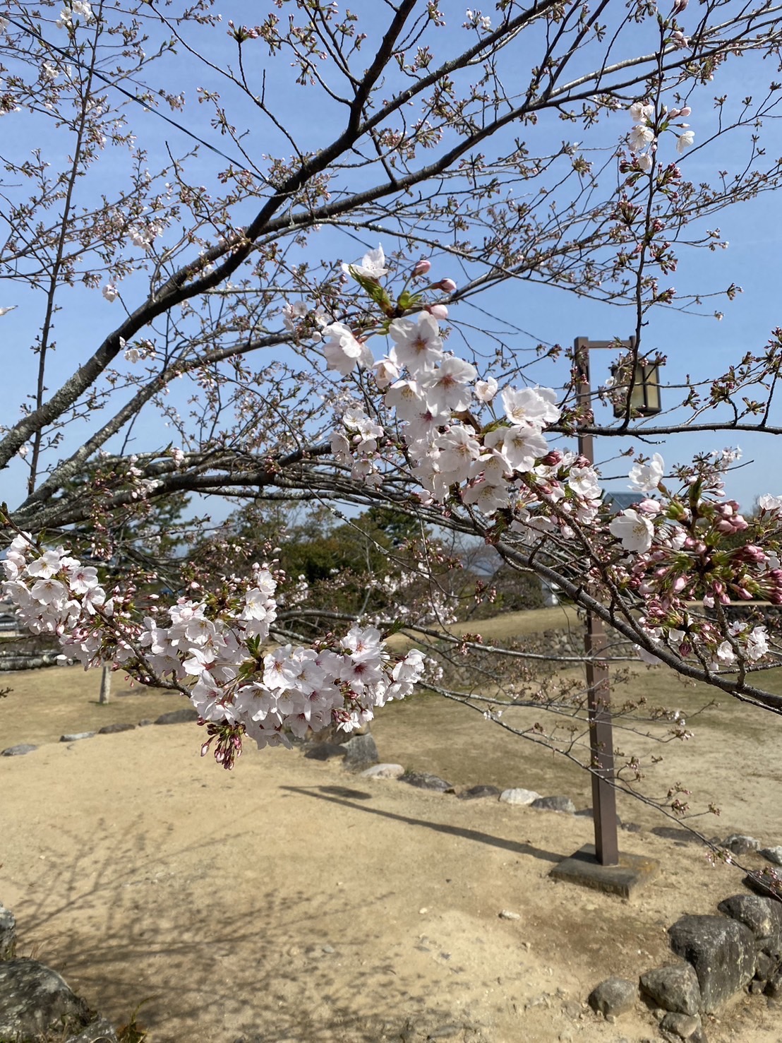松阪市内の桜の開花状況　【令和6年4月2日現在】