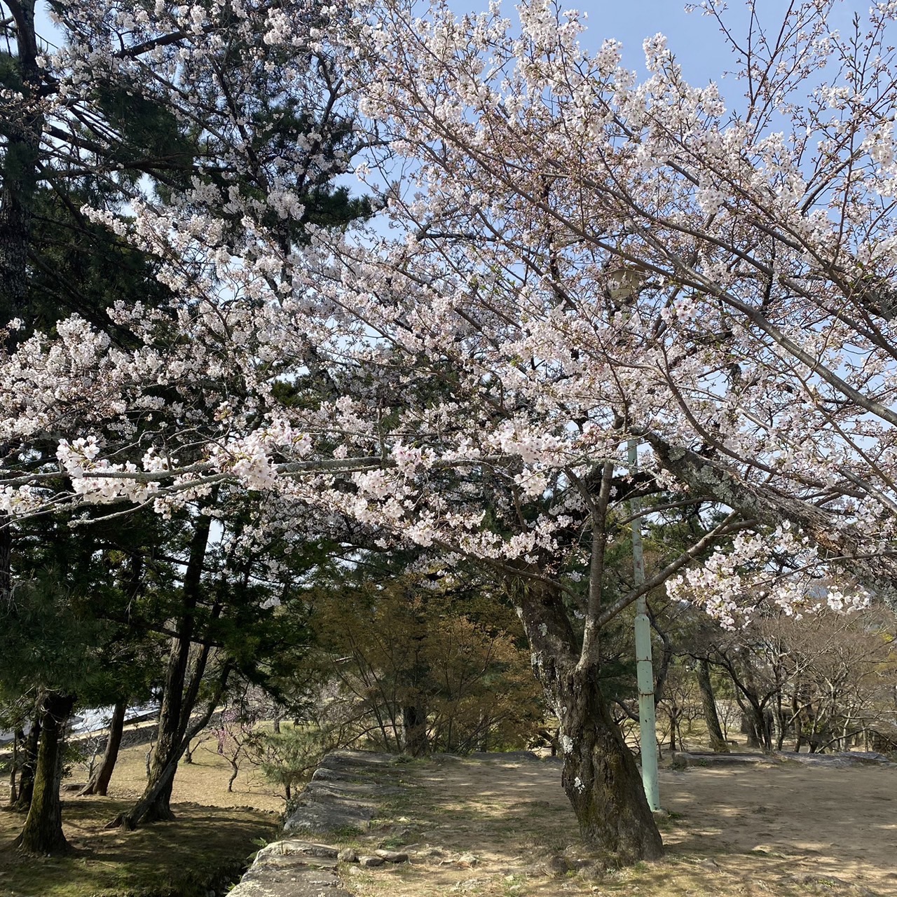 松阪市内の桜の開花状況　【令和6年4月3日現在】