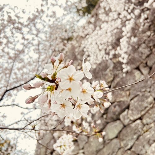 松阪市内の桜の開花状況　【令和6年4月5日現在】