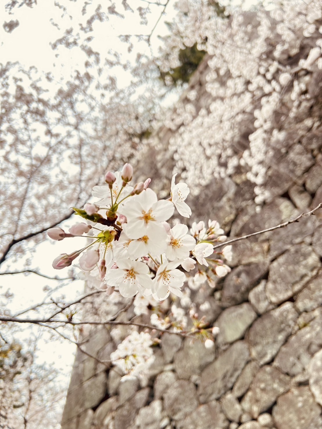 松阪市内の桜の開花状況　【令和6年4月5日現在】