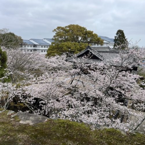  松阪市内の桜の開花状況　【令和6年4月7日現在】     