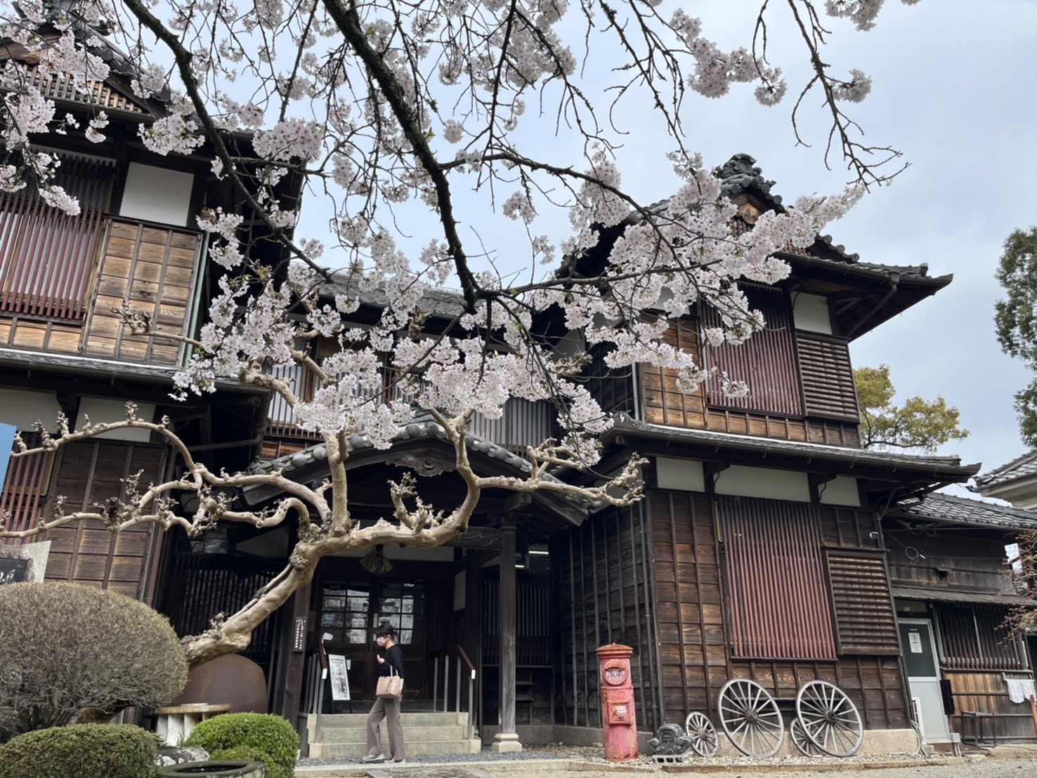 松阪市内の桜の開花状況　【令和6年4月6日現在】